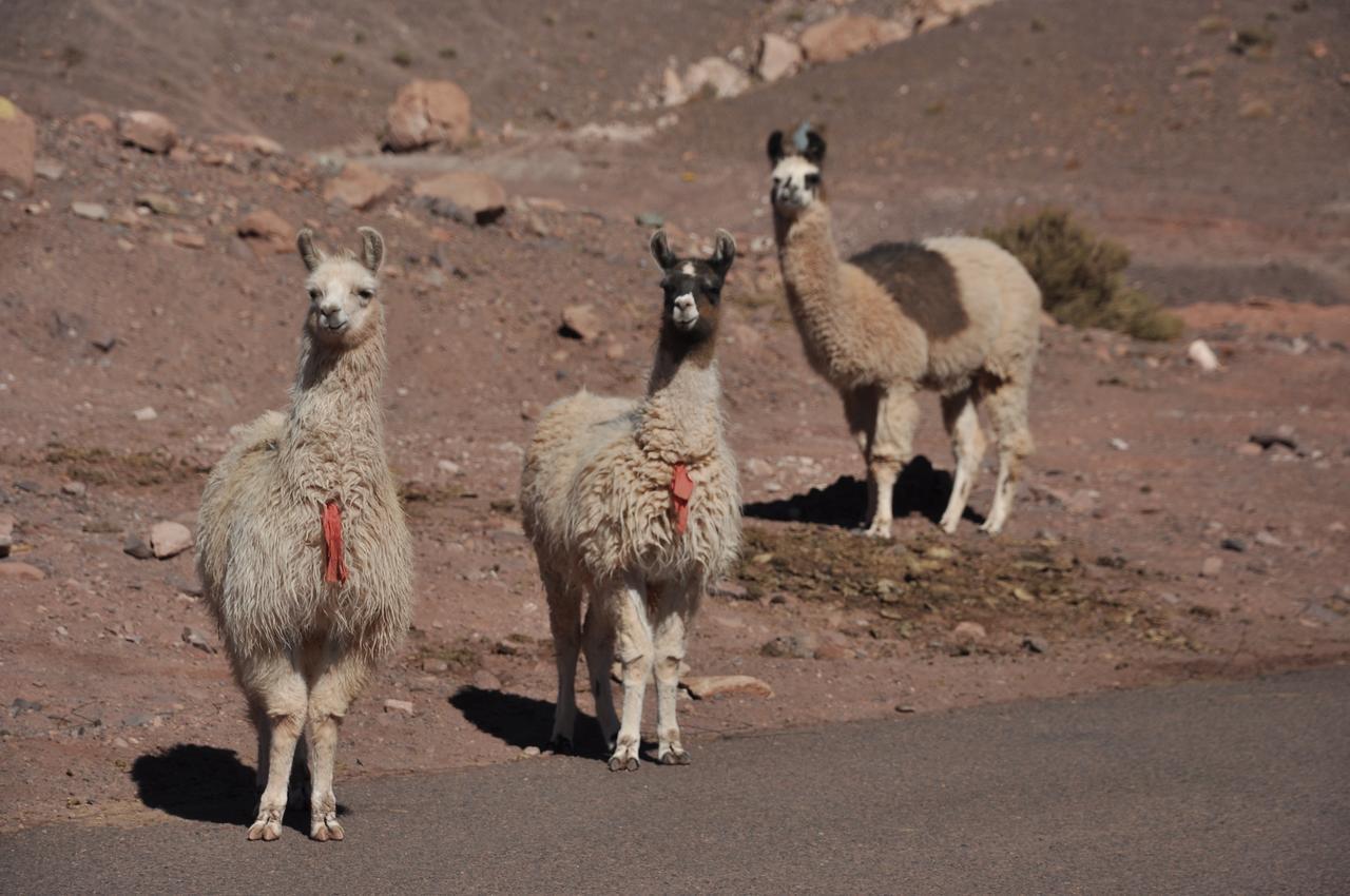 Ckamur Atacama Ethno Lodge & Spa サン・ペドロ・デ・アタカマ エクステリア 写真